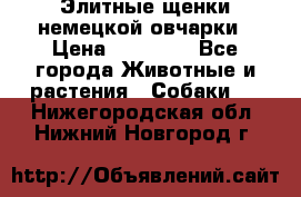 Элитные щенки немецкой овчарки › Цена ­ 30 000 - Все города Животные и растения » Собаки   . Нижегородская обл.,Нижний Новгород г.